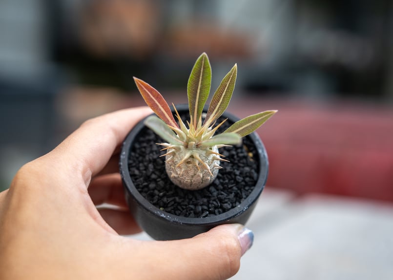 パキポディウム ロスラーツム 沖縄実生 | mana's farm:塊根植物