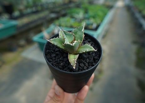 アガベ　チタノタ　FO-76　agave titanota  FO-76　No.9