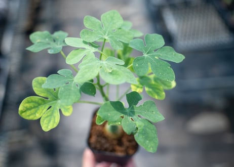 アデニア グラウカ  Adenia glauca　NO.6