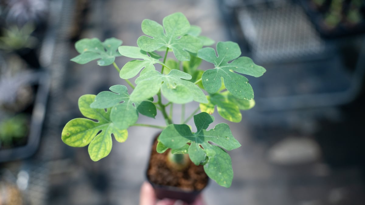アデニア　グラウカ アデニア グラウカ Adenia glauca NO.6 | mana's farm:塊根植