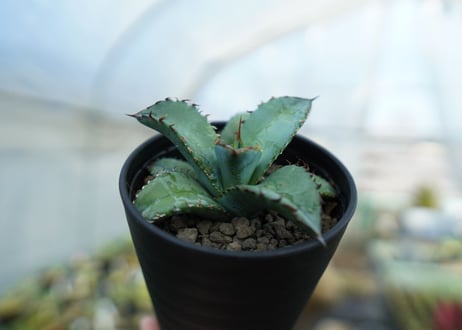 アガベ　チタノタ　ブルー　Agave titanota Blue 　NO.2