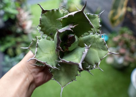 Agave titanota FO-76 B NO.2