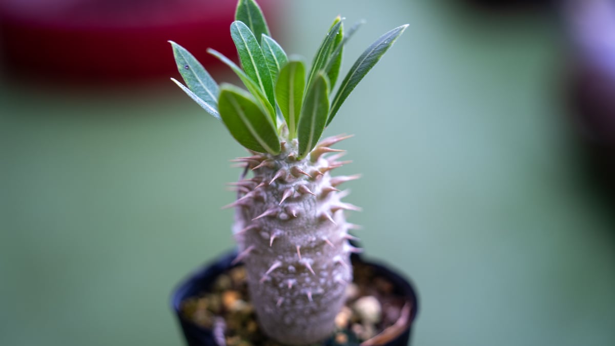 パキポディウム ホロンベンセ | mana's farm:塊根植物・アガベ・ドライ