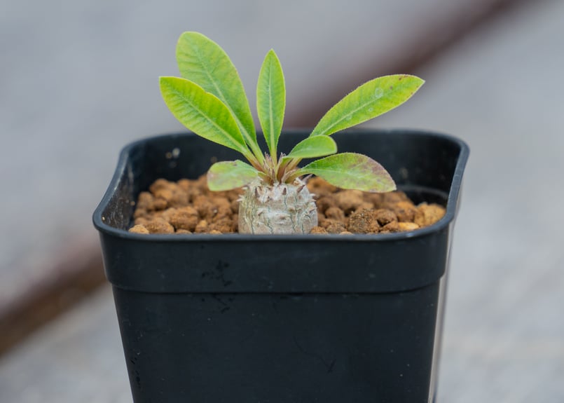 パキポディウム 恵比寿笑い 沖縄実生 | mana's farm:塊根植物・アガベ