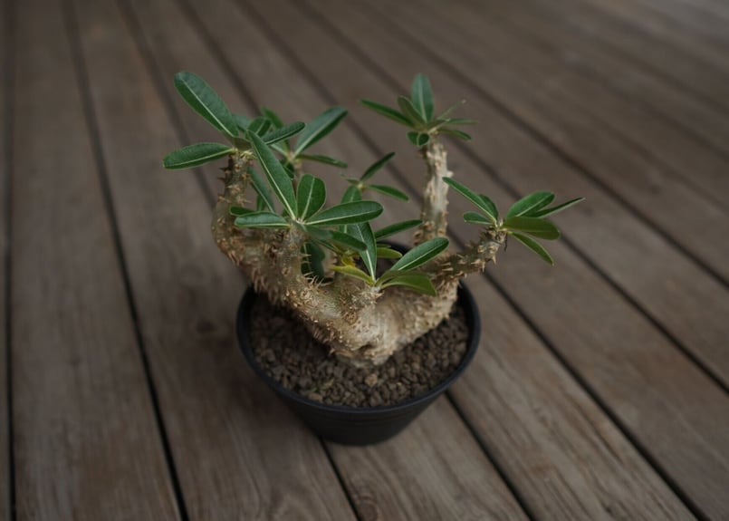パキポディウム デンシフローラム Pachypodium densiflorum