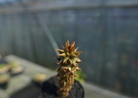 パキポディウム　バロニー　Pachypodium baronii  No.2