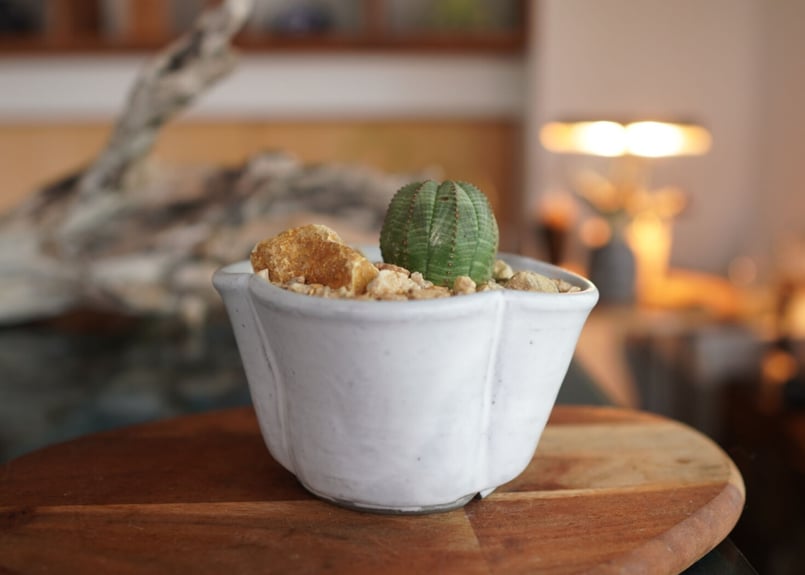 ユーフォルビア・オベサ（Euphorbia obesa） 作家鉢付き 雪だるま型