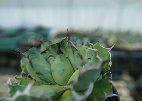 アガベ　チタノタ　黒鯨　Agave titanota black whales　No.3