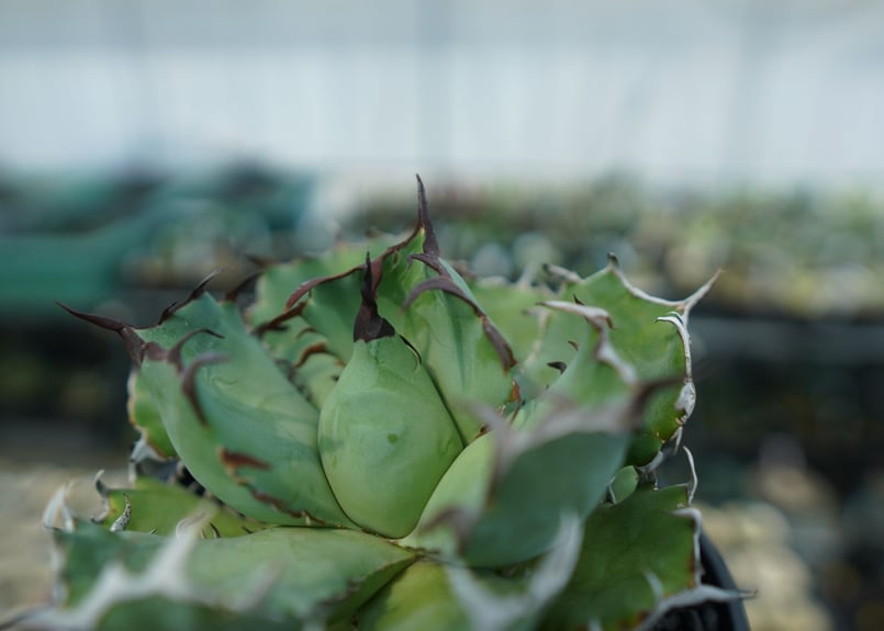 アガベ チタノタ 黒鯨 Agave titanota black whales No.3 |