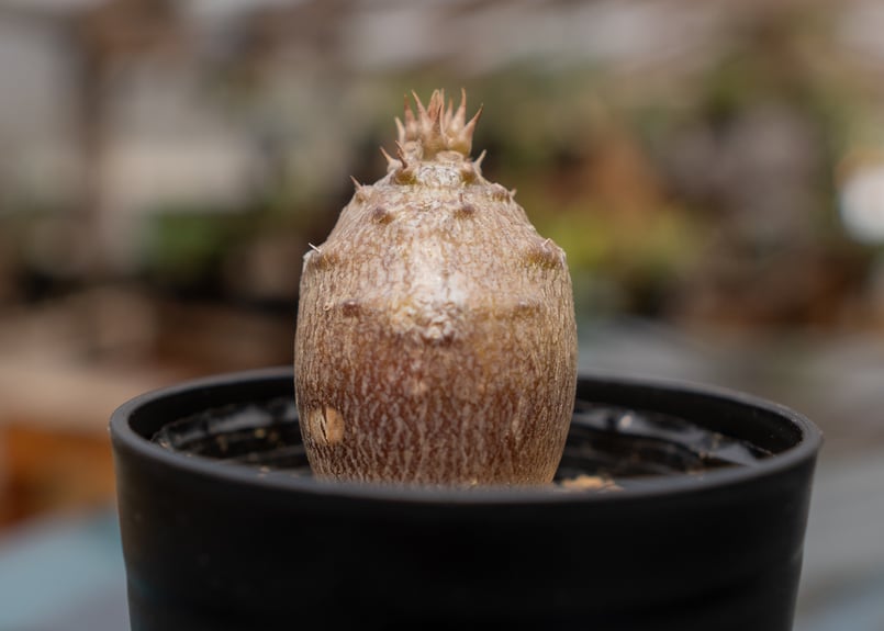 多肉植物 塊根植物 パキポディウム ウィンゾリー 鉢のままゆう