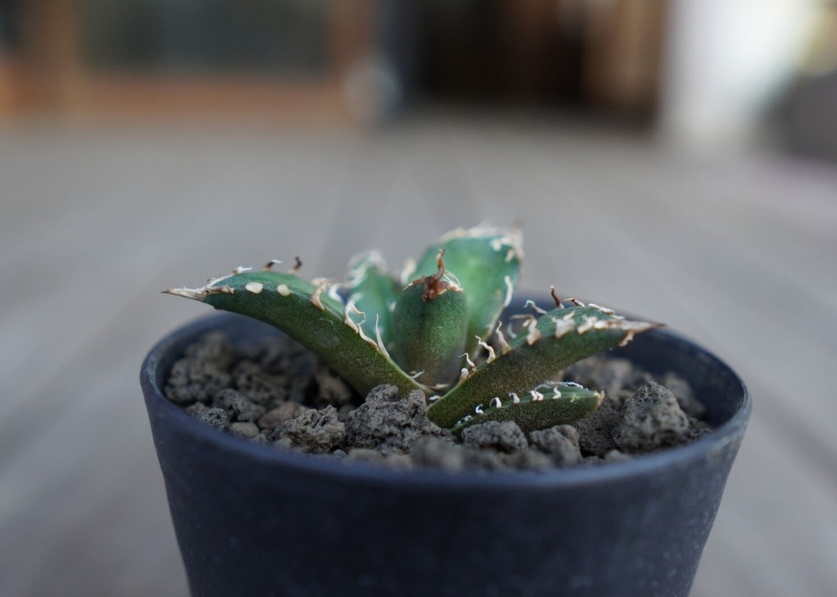 アガベ オテロイ オアハカ agave oteroi oaxaca | mana's farm