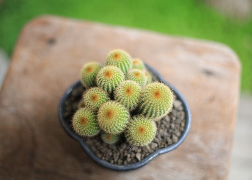 ご予約品》サボテン 金晃丸 Eriocactus leninghausii | mana's