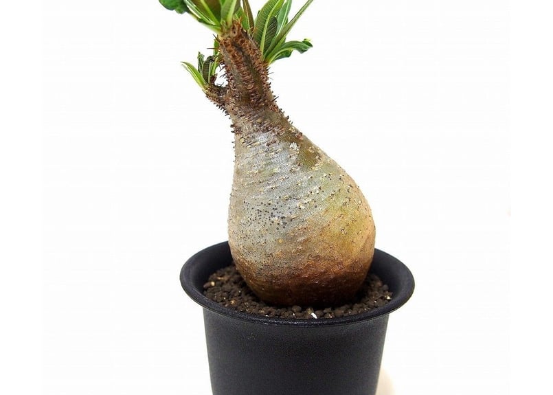 ぴっころです。 グラキリス Pachypodium gracilius ⑤ Pachypodium Gracilius パキポディウム グラキリス №10 | man