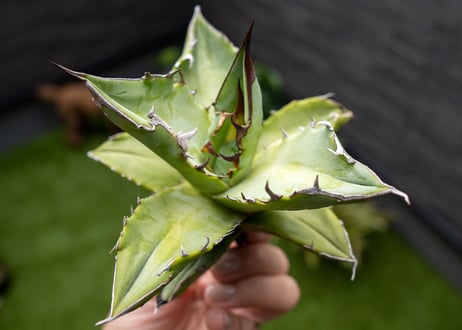 Agave Sowing seeds NO.8