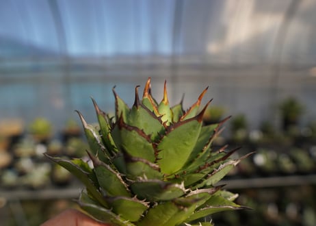 agave titanota 剣竜　No.12