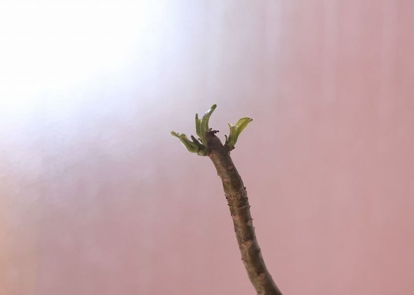 パキポディウム デカリー国内実生 | mana's farm:塊根植物・アガベ