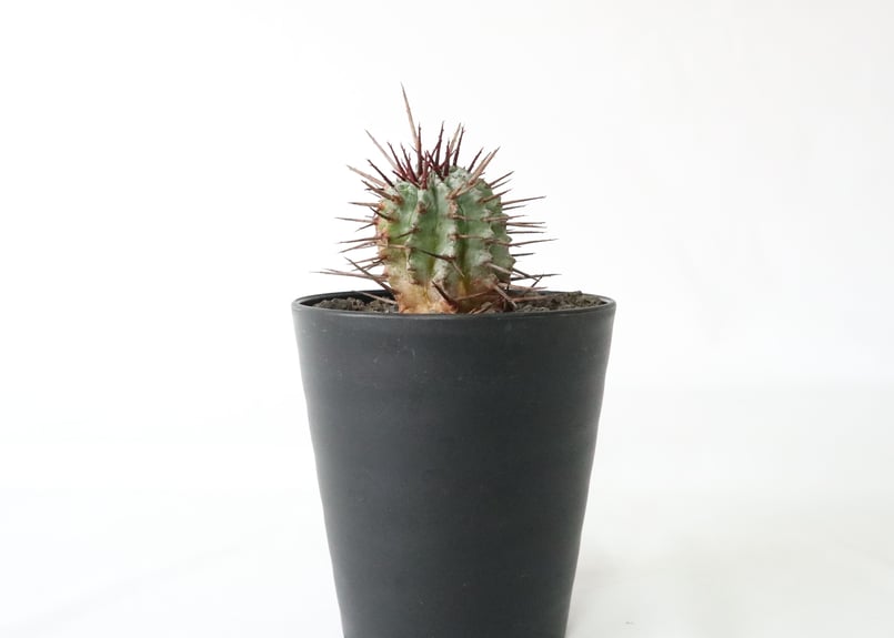 ユーフォルビア 強刺ホリダ | mana's farm:塊根植物・アガベ・ドライ