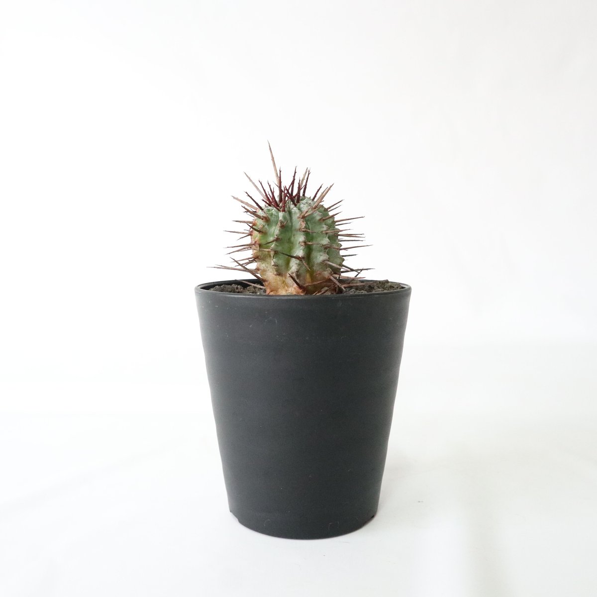 強棘ホリダ　サボテン fit=scale-down,w=1200