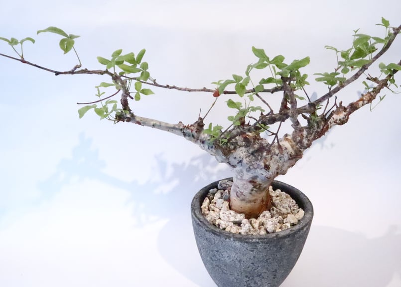 コミフォラ オルビクラリス | mana's farm:塊根植物・アガベ・ドライ