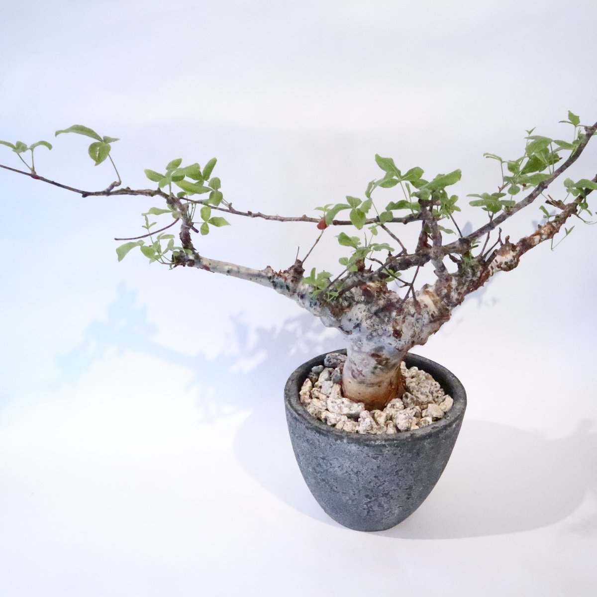 コミフォラ オルビクラリス | mana's farm:塊根植物・アガベ・ドライ