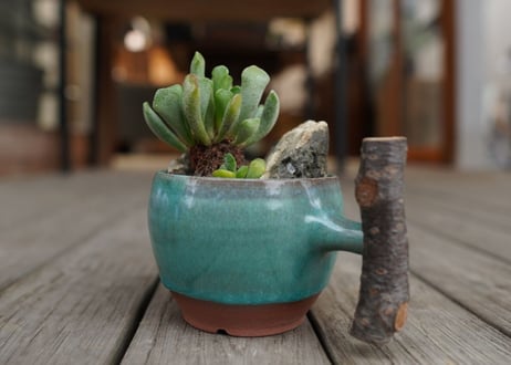 アドロミスクス　天章 　Adroimischus cristatus