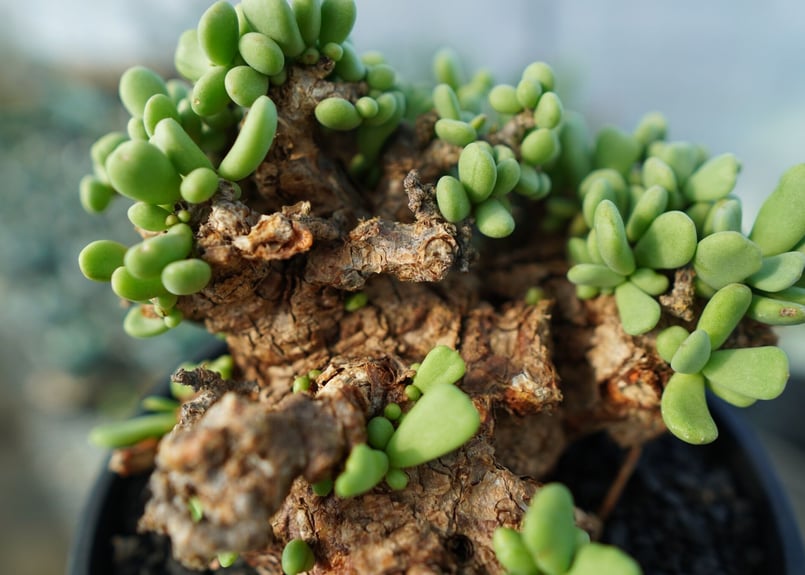 ケラリア ピグマエア Ceraria pygmaea | mana's green:塊根植物販 ケラリア ピグマエア Ceraria pygmaea | mana's green:塊根植物販