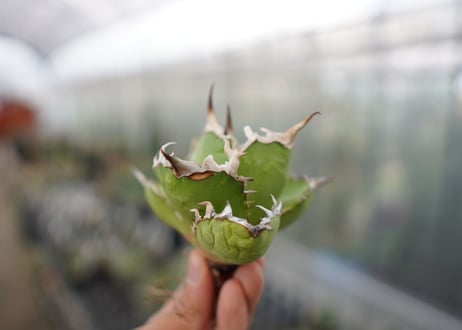 Agave titanota  Crab 螃蟹  NO.6