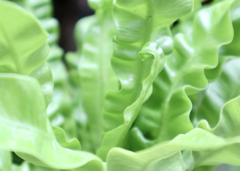 アスプレニウム エメラルドウェーブ | mana's farm:塊根植物・アガベ