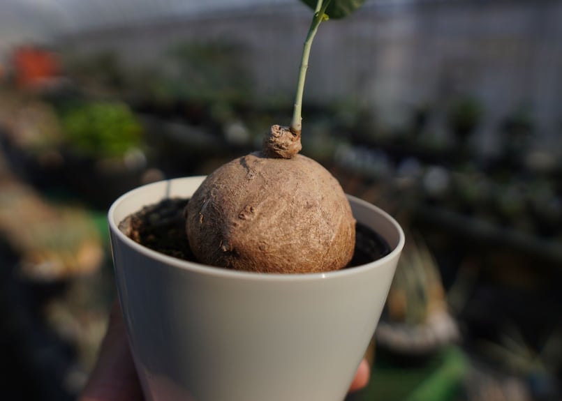 ステファニア エレクタ Stephania erecta NO.2 | mana's farm