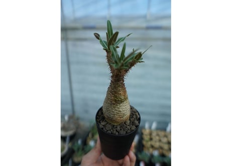 パキポディウム　グラキリス　 Pachypodium Gracilius