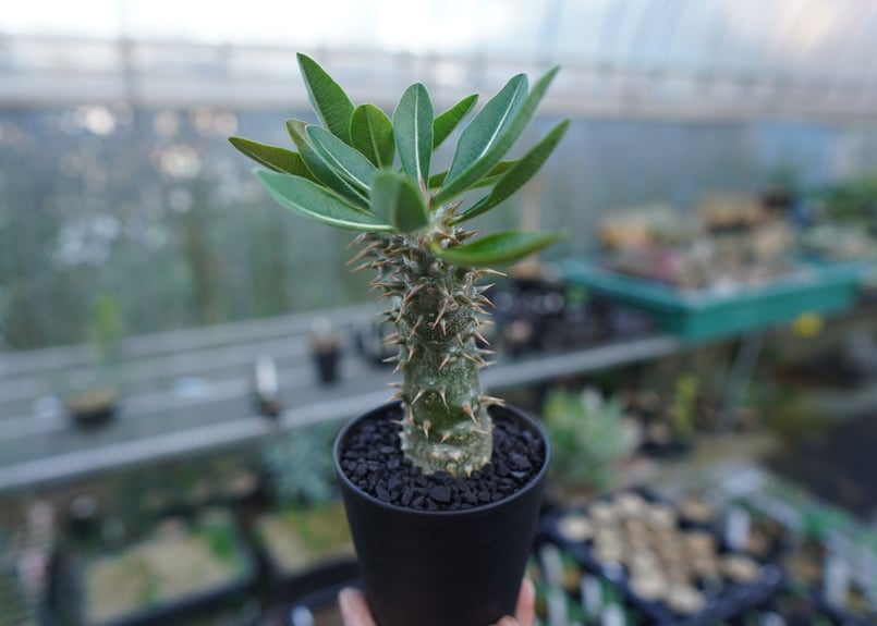 パキポディウム 伊藤ハイブリッド Pachypodium 'Itoh Hybrid' No.