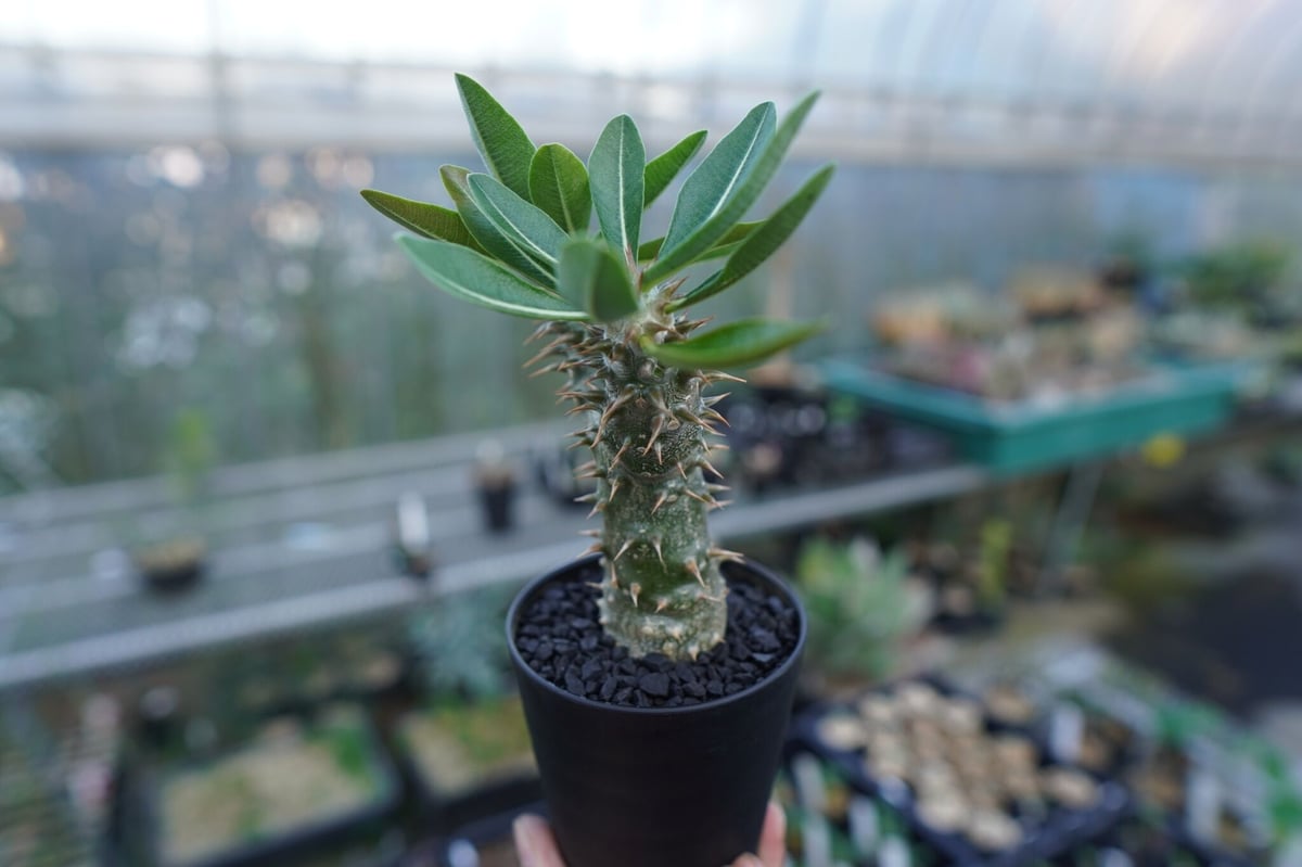 パキポディウム 伊藤ハイブリッド Pachypodium 'Itoh Hybrid' No.
