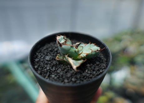 アガベ　チタノタ　 ブラックアンドブルー 　Agave titanota black and blue　No.1