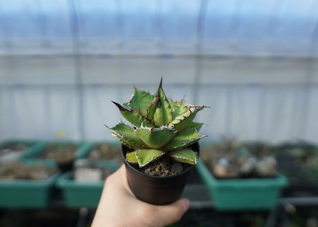 アガベ　チタノタ　黒火焰　Agave titanota Black flame No.1