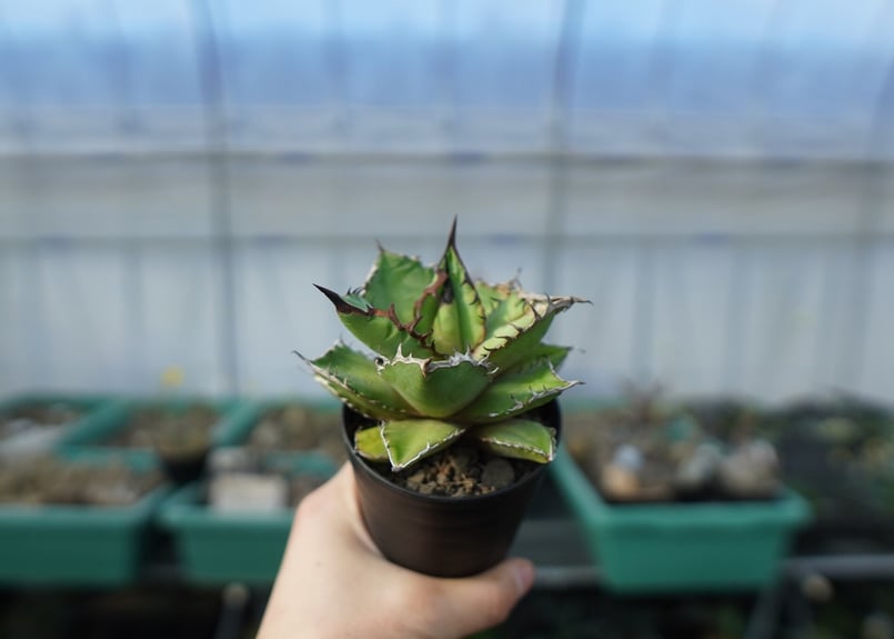 アガベ チタノタ 黒火焰 Agave titanota Black flame No.1 | アガベ チタノタ 黒火焰 Agave titanota Black flame No.1 |