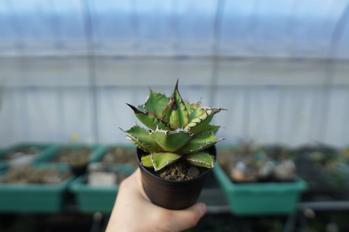 アガベ チタノタ 黒火焰 Agave titanota Black flame No.1 |