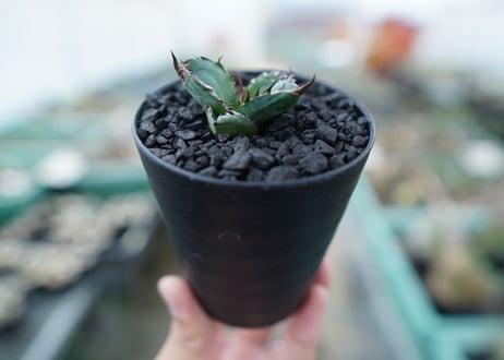 アガベ　チタノタ　 ブラックアンドブルー 　Agave titanota black and blue　No.4