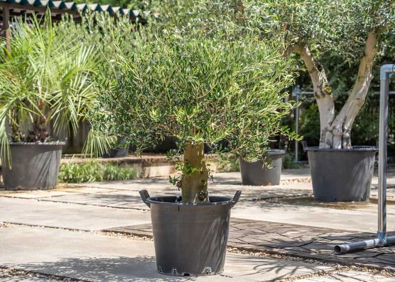 国産オリーブ ネバディロブランコ No.15 売約済 | mana's farm:塊根