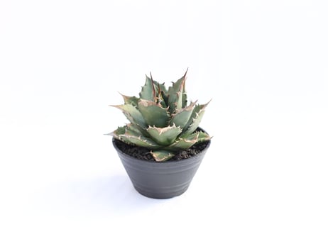 Agave titanota FO-76  compacta  no.４