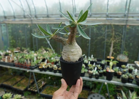パキポディウム　グラキリス　 Pachypodium Gracilius　No.3