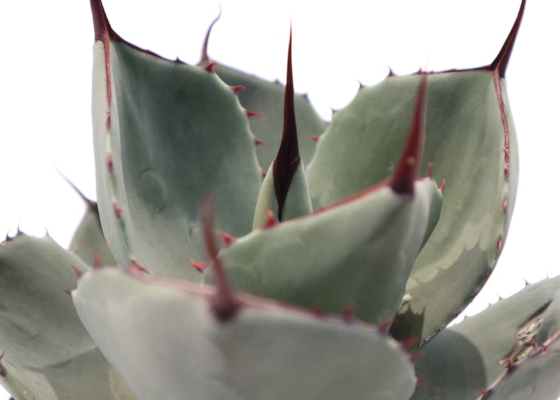 アガベ パリー トランカータ Agave parryi truncata huntington