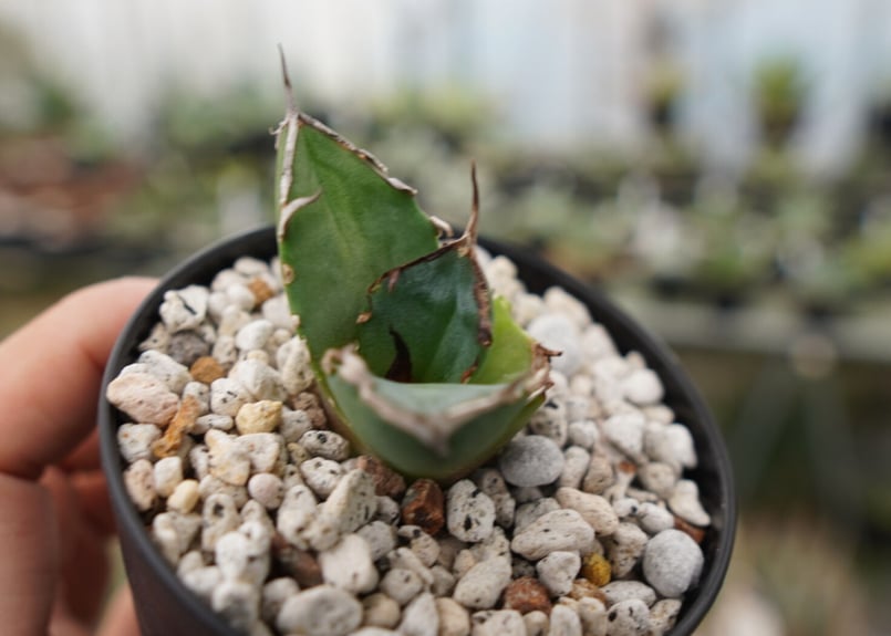 アガベ 鬼爪 雪峰 NO.2 | mana's farm:塊根植物・アガベ・ドライ