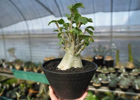アデニウム　Adenium　No.3