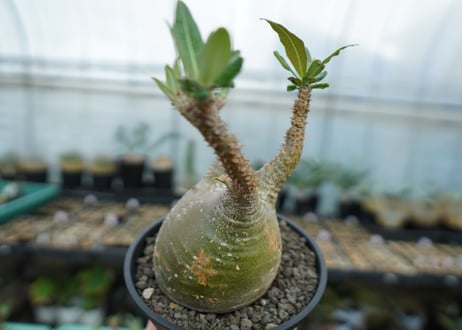パキポディウム　グラキリス　 Pachypodium Gracilius  No.6