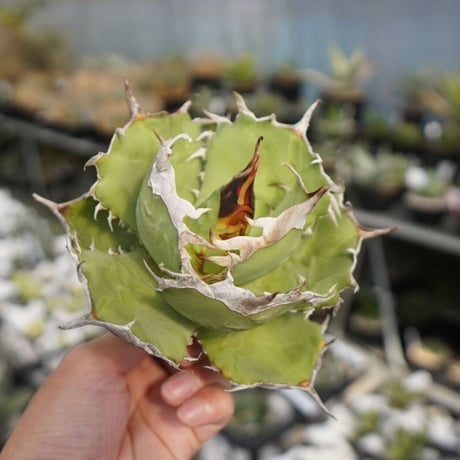 アガベ　獅子光　台湾 アガベ チタノタ 獅子光 agave titanota Lion light 子株 No.