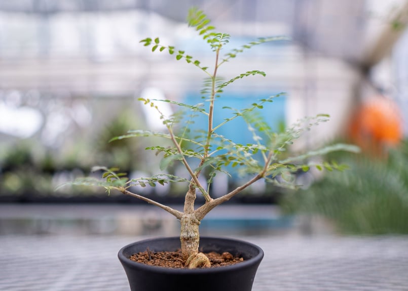 大特価　低重心　良形　ボスウェリア　ネグレクタ　灌木　塊根植物 発根済み】ボスウェリア ネグレクタ 低重心 灌木 コーデックス