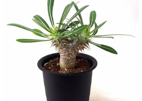 Pachypodium densiflorum パキポディウム　デンシフローラム　シバ女王の玉櫛