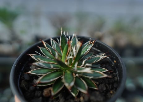 アガベ　フィリフェラ　シディゲラ　agave filifera ssp. schidigera 　No.2