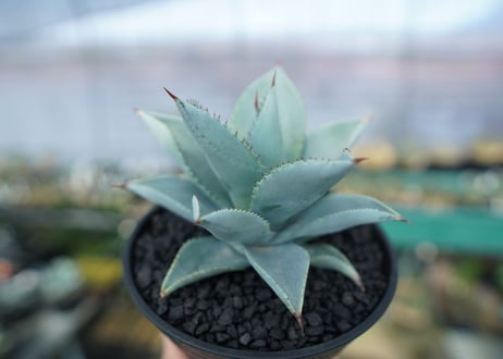 アガベ　ドラゴントゥース　Agave Dagontoes　No.3