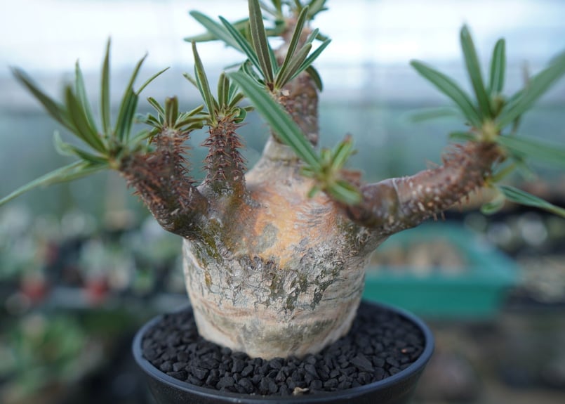 ぴっころです。 グラキリス Pachypodium gracilius ⑤ パキポディウム グラキリス Pachypodium Gracilius No.5 | ma